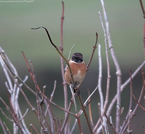 European Stonechat (Saxicola rubicola) One of five sub-species of Stonechats which include an African and a Siberian Stonechat, they were once thought of as a one of the Thrush family but they are now considered an Old World Flycatcher.

This is actually just an excuse for me to point out a group of Thrushes are collectively known either as a "Hermitage" or a "Mutation" of Thrushes. You gotta love that!

I like this fun little bird which sadly, despite its 'green' conservation status is on the decline due to habitat loss.

The photo above shows a male Stonechat in his summer coat.

In this accompanying video, we see a Juvenile and both an adult male and female:https://www.youtube.com/watch?v=-DQnrbp29MI European Stonechat,Fall,Geotagged,Saxicola rubicola,United Kingdom