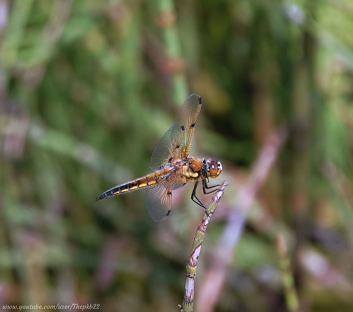 Four-spotted Chaser (Libellula quadrimaculata) I photographed and filmed this male Four-spotted Chaser on a very breezy day in June, hanging on to this reed stalk, surveying it&#039;s territory and probably on the look-out for females to pounce upon as they happen by.<br />
<br />
Why do I believe this is a male, when the colouring of the two sexes are almost identical?<br />
<br />
Watch this video and read the commentary underneath and all will be revealed (so to speak) : <section class="video"><iframe width="448" height="282" src="https://www.youtube-nocookie.com/embed/zX6XJvf2cc4?hd=1&autoplay=0&rel=0" frameborder="0" allowfullscreen></iframe></section> Four-spotted chaser,Geotagged,Libellula quadrimaculata,Summer,United Kingdom