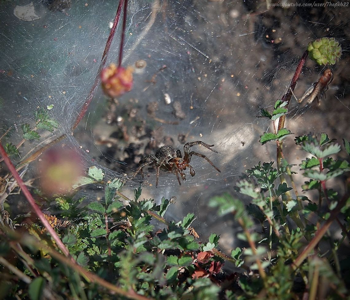 Labrynth Spider (Agelena labyrinthica) It you want a spider in the UK to give the average arachnophobe a heart attack, this is your guy.<br />
<br />
Yet it was a particularly valuable friend to 16th Century Austrian Monks.<br />
<br />
Why?<br />
<br />
Head for this video (and commentary) to find out: <section class="video"><iframe width="448" height="282" src="https://www.youtube-nocookie.com/embed/uguR9aZhOyk?hd=1&autoplay=0&rel=0" frameborder="0" allowfullscreen></iframe></section> Agelena labyrinthica,Geotagged,Spring,United Kingdom