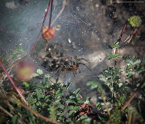 Labrynth Spider (Agelena labyrinthica) It you want a spider in the UK to give the average arachnophobe a heart attack, this is your guy.

Yet it was a particularly valuable friend to 16th Century Austrian Monks.

Why?

Head for this video (and commentary) to find out: https://www.youtube.com/watch?v=uguR9aZhOyk Agelena labyrinthica,Geotagged,Spring,United Kingdom