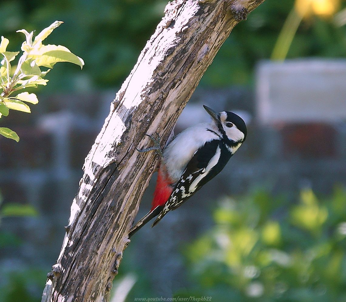 Great Spotted Woodpecker (Dendrocopos major) Not unusually, we&#039;ve not seen much evidence of any Great Spotted Woodpeckers in the garden since I saw a parent and one juvenile a few months ago, so to see these two young males in the garden today was a perfect lift on an otherwise wet &amp; miserable day.<br />
<br />
Seeing two together is a rare treat!<br />
<br />
Hopefully we&#039;ll now see them regularly over the next few months<br />
<br />
For some interesting info on these birds, watch this video and read the accompanying text: <section class="video"><iframe width="448" height="282" src="https://www.youtube-nocookie.com/embed/TPLroiKHpjQ?hd=1&autoplay=0&rel=0" frameborder="0" allowfullscreen></iframe></section><br />
 Dendrocopos major,Geotagged,Great Spotted Woodpecker,Spring,United Kingdom