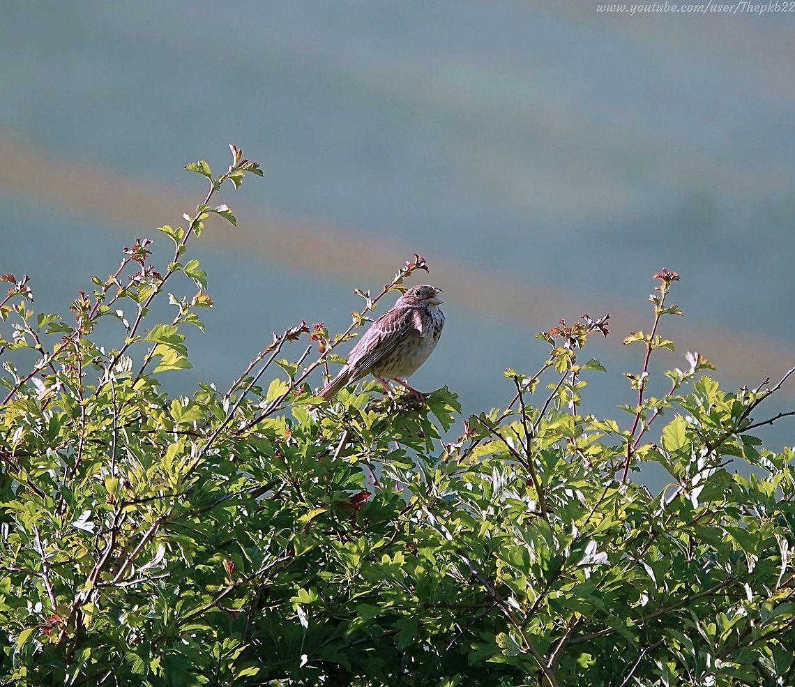 Corn Bunting (Emberiza calandr) I was out on a very hat and very long country walk searching for Skylark, when I came across this Corn Bunting and a few others - (a Sacrifice of Buntings, anyone?)<br />
<br />
The Corn Bunting, once common is now a rare treat in many areas.<br />
<br />
From a distance they can be mistaken for the similarly coloured Skylark, so it wasn&#039;t until I got home and watched this video that I realised what I had filmed: <section class="video"><iframe width="448" height="282" src="https://www.youtube-nocookie.com/embed/JycLL2SzsU0?hd=1&autoplay=0&rel=0" frameborder="0" allowfullscreen></iframe></section><br />
<br />
 Corn bunting,Emberiza calandra,Geotagged,Spring,United Kingdom