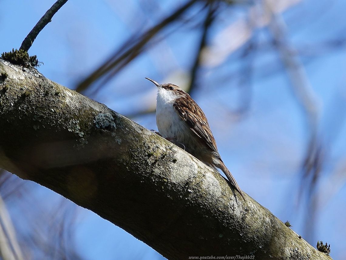 Treecreeper (Certhia familiaris) Much to my delight, and after 20 years living where I do, I saw a Treecreeper in my garden today, seemingly hiding itself among a flock of returning Long-Tailed Tits.<br />
<br />
This is good news on two fronts (in addition to the returning Tits) because a) Treecreepers are not commonly seen in gardens, and b) because they are sedentary birds. Once they find a territory they tend not to stray more than 500 to 1000 metres and any hatched birds will, in turn may not stray far from where they were born.<br />
<br />
I managed a couple of photos but couldn&#039;t get a clear view, unlike the one in the photo above which I took in Cardiff last year, and the accompanying video, filmed in Brighton earlier this year.<br />
<br />
<section class="video"><iframe width="448" height="282" src="https://www.youtube-nocookie.com/embed/WpioX5UVLDY?hd=1&autoplay=0&rel=0" frameborder="0" allowfullscreen></iframe></section> Certhia familiaris,Eurasian treecreeper,Geotagged,Spring,United Kingdom