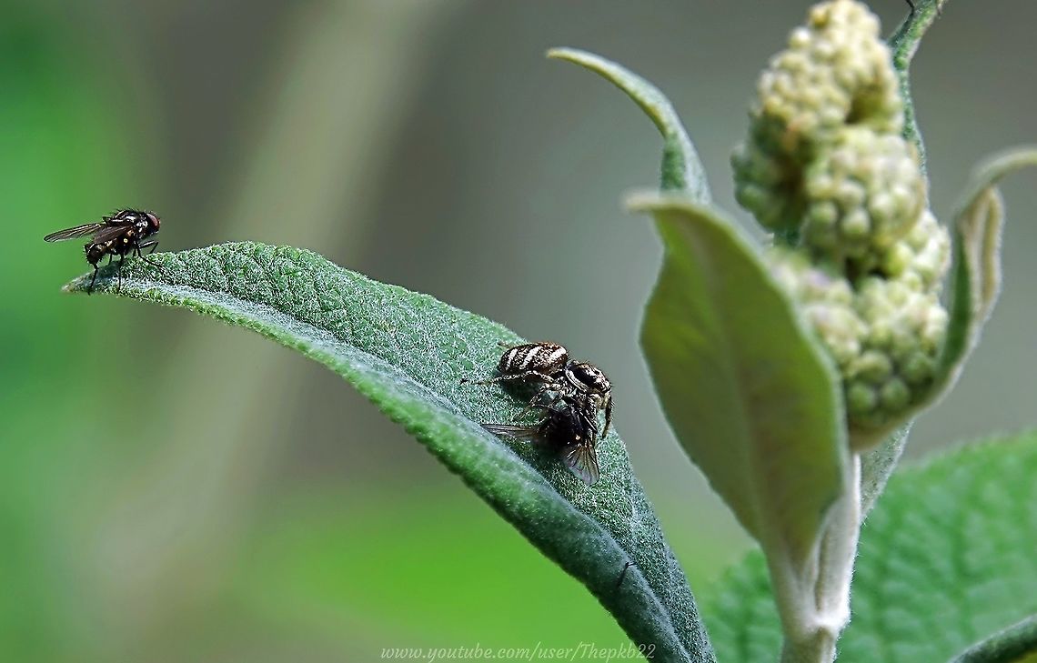 Zebra Spider (Salticus scenicus) Sometimes one can be in just the right place at the right time.<br />
<br />
I was observing this tiny Zebra Spider in the long grass of my garden when I noticed its attention had been attracted to a fly. By the time I grabbed my camera, it had pounced (more of that another day) and had become a little more difficult for mew to access, but I still managed to capture some decent footage of this master at work.<br />
<br />
(Given how close I was to the action, the focus is a little off to begin with, but stick with it)<br />
<br />
<section class="video"><iframe width="448" height="282" src="https://www.youtube-nocookie.com/embed/X72Lp10Cews?hd=1&autoplay=0&rel=0" frameborder="0" allowfullscreen></iframe></section> Geotagged,Salticus scenicus,Summer,United Kingdom,Zebra spider