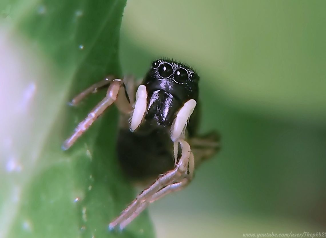 Copper-sun Jumping Spider (heliophanus cupreus) Posted to partner the Zebra Jumping Spider I posted earlier, this is one of four Copper-sun Jumping Spiders in the UK&#039;<br />
<br />
On this particular day in May, I was fortunate to find both a male and a female in the long grass of my garden, and even more fortunate to witness a little additional surprise, which you can watch towards the end of the video.<br />
<br />
<section class="video"><iframe width="448" height="282" src="https://www.youtube-nocookie.com/embed/7ebatDsbeSI?hd=1&autoplay=0&rel=0" frameborder="0" allowfullscreen></iframe></section> Copper sun jumper,Geotagged,Heliophanus cupreus,United Kingdom