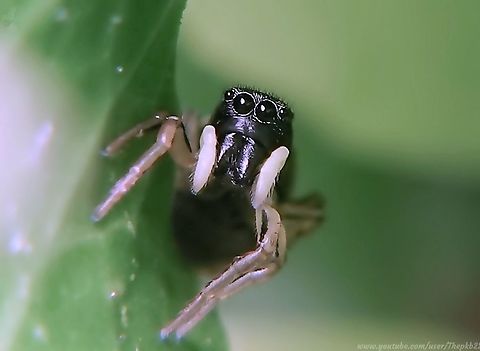 Copper-sun Jumping Spider (heliophanus cupreus) Posted to partner the Zebra Jumping Spider I posted earlier, this is one of four Copper-sun Jumping Spiders in the UK'

On this particular day in May, I was fortunate to find both a male and a female in the long grass of my garden, and even more fortunate to witness a little additional surprise, which you can watch towards the end of the video.

https://www.youtube.com/watch?v=7ebatDsbeSI Copper sun jumper,Geotagged,Heliophanus cupreus,United Kingdom