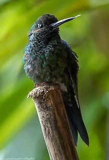 Green-crowned brilliant Hummingbird (Heliodoxa jacula) If I had an image of 'Paradise' when I was growing up, I bet it never matched the beauty of Catarate del Torro Waterfall and Wildlife sanctuary.
Possibly that could be the fault of my admittedly limited imagination, but I need imagine no more.
It took us a couple of hours to walk down the steep, muddy, rain forest mountain side to the foot of the waterfall, but boy, was it worth it!
Words can't do it justice, just view the video, featuring this beautiful Hummingbird, check out the commentary, and enjoy.
https://www.youtube.com/watch?v=F-IbuL1Qc-4 Costa Rica,Geotagged,Green-crowned brilliant,Heliodoxa jacula,Spring