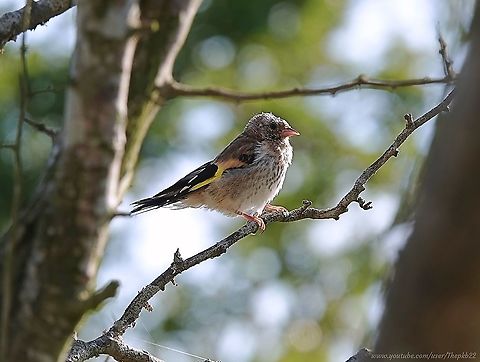 Goldfinch (Carduelis Carduelis) A common and popular bird, nevertheless you don't often get to see the juveniles up this close.

Being very social birds the juveniles will soon join their parents in flocking with other Goldfinch (known as a Charm) and can therefore be difficult to single out. This one conveniently landed on a branch in a tree not far from me.

Watch as a Charm of Goldfinch feed on Thistles earlier this summer: https://www.youtube.com/watch?v=PQczB5razBc Carduelis carduelis,European goldfinch,Geotagged,Summer,United Kingdom