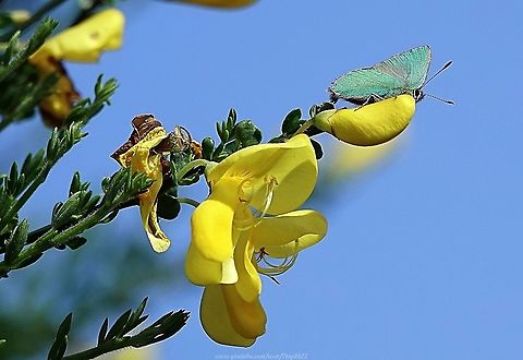 Green Hairstreak (Callophrys rubi) I had almost given up hoping to see a Green Hairstreak in 2020 as the end of June neared and the annual window for doing so was drawing to a close.

Then one afternoon on a walk to a local dew pond, I suddenly saw this flash of bright green, low down to the ground, on the verge of the grass path on which I was walking, and there it was.

I lost it for a few moments before finding it on some bramble a little further on, where I filmed this video:

https://www.youtube.com/watch?v=JXKJCAFKZoU Callophrys rubi,Geotagged,Green Hairstreak,Spring,United Kingdom