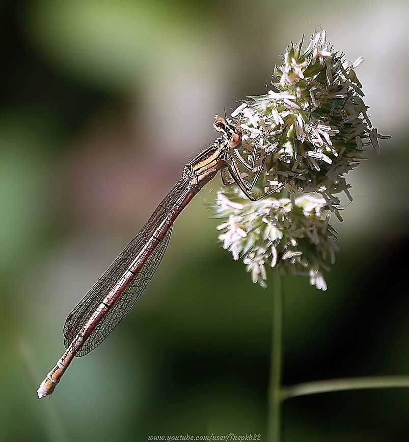 White-legged Damselfly (Platycnemis pennipes) A small, uncommon and under recorded damselfly in the UK, easily mistaken or overlooked among more prominent blues.<br />
<br />
This photo demonstrates its most distinctive feature, the feather-like white streaked legs, also visible in this video, accompanied by some additional species information: <section class="video"><iframe width="448" height="282" src="https://www.youtube-nocookie.com/embed/6ishiMLIxvs?hd=1&autoplay=0&rel=0" frameborder="0" allowfullscreen></iframe></section> Geotagged,Platycnemis pennipes,Spring,United Kingdom,white legged damselfly