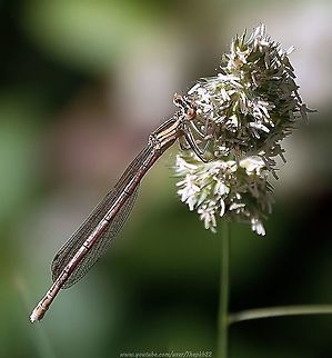 White-legged Damselfly (Platycnemis pennipes) A small, uncommon and under recorded damselfly in the UK, easily mistaken or overlooked among more prominent blues.

This photo demonstrates its most distinctive feature, the feather-like white streaked legs, also visible in this video, accompanied by some additional species information: https://www.youtube.com/watch?v=6ishiMLIxvs Geotagged,Platycnemis pennipes,Spring,United Kingdom,white legged damselfly
