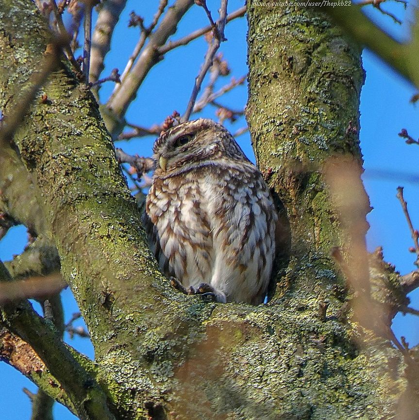 Little Owl (Athene noctua) I was both thrilled and surprised to find this Little Owl high up in a tree in a park in the middle of London.<br />
<br />
I was (successfully) stalking a Green Woodpecker at the time, when I spotted the owl through the lens of my camera.<br />
<br />
The Little owl was introduced into the UK in the 19th century.<br />
<br />
Although, like other Owls, it mostly hunts at night, unlike other Owls it seems to quite enjoy the midday sun, as long as it&#039;s safely ensconced high in a tree. <br />
<br />
Much of their hunting is done on foot, running energetically to capture their prey, which might include small rodents, roosting small birds and even amphibians, to supplement their main diet of moths, beetles and earwigs. That&#039;s a sight I&#039;d really like to witness.<br />
<br />
However, this habit put them at risk of falling prey to foxes, badgers or larger raptors.<br />
<br />
The Little Owl gets its scientific name from &#039;Pallas Athene&#039;, the the Greek Goddess of Wisdom to whom the Little Owl was sacred.<br />
<br />
Alas no video with this photo. Athene noctua,Geotagged,Little  Owl,United Kingdom