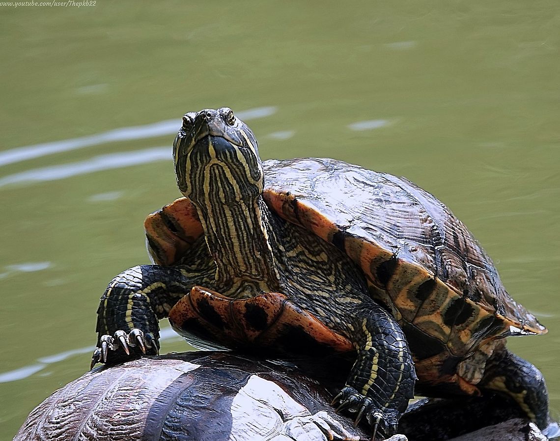 Red-eared Terrapin (Trechemys scripta elegans) Neither having owned any aquatic pets, nor knowing anyone who had done so, I was quite unaware about the presence of Terrapins in some London ponds and shallow lakes, so I was quite surprised to stumble across these in a pond on Tooting Common, the result of over-ambitious pet owners finally realising that cute turtle-like creature crows into a sometimes bad-tempered adult needing considerable space and care.<br />
<br />
More on the Terrapins can be read and viewed here: <section class="video"><iframe width="448" height="282" src="https://www.youtube-nocookie.com/embed/rt2BzMIKJO0?hd=1&autoplay=0&rel=0" frameborder="0" allowfullscreen></iframe></section> Geotagged,Red-eared slider,Summer,Trachemys scripta elegans,United Kingdom