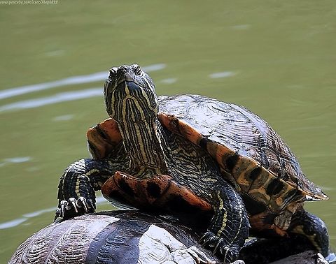 Red-eared Terrapin (Trechemys scripta elegans) Neither having owned any aquatic pets, nor knowing anyone who had done so, I was quite unaware about the presence of Terrapins in some London ponds and shallow lakes, so I was quite surprised to stumble across these in a pond on Tooting Common, the result of over-ambitious pet owners finally realising that cute turtle-like creature crows into a sometimes bad-tempered adult needing considerable space and care.

More on the Terrapins can be read and viewed here: https://www.youtube.com/watch?v=rt2BzMIKJO0 Geotagged,Red-eared slider,Summer,Trachemys scripta elegans,United Kingdom