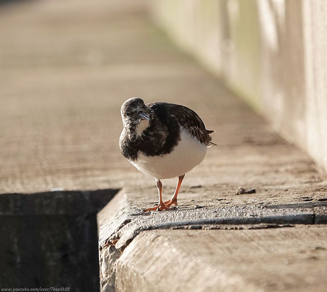 Ruddy Turnstone (Arenaria interpres) Quite often, as I take my camera for a walk along the coastline of Brighton, I come across passing migratory birds stopping off in my home town for a break, before the next stage of their journey.<br />
<br />
Some like it so much, they stay, just as this Ruddy Turnstone has.<br />
<br />
All the details, here: <section class="video"><iframe width="448" height="282" src="https://www.youtube-nocookie.com/embed/49mDE8xbd1U?hd=1&autoplay=0&rel=0" frameborder="0" allowfullscreen></iframe></section> Arenaria interpres,Fall,Geotagged,Ruddy Turnstone,United Kingdom