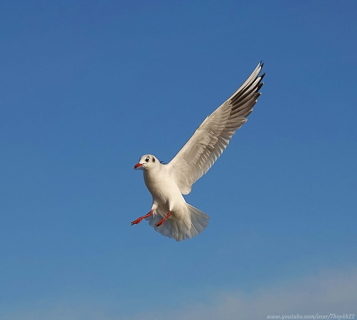 Black-headed Gull (Chroicocephalus ridibundu) It&#039;s not a seagull.<br />
<br />
It&#039;s not black-headed.<br />
<br />
It&#039;s not Superman.<br />
<br />
The real contradiction lies in its scientific name.<br />
<br />
To find out more, head here: <section class="video"><iframe width="448" height="282" src="https://www.youtube-nocookie.com/embed/QIozCABH_5E?hd=1&autoplay=0&rel=0" frameborder="0" allowfullscreen></iframe></section> Black-headed gull,Chroicocephalus ridibundus,Fall,Geotagged,United Kingdom