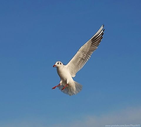 Black-headed Gull (Chroicocephalus ridibundu) It's not a seagull.

It's not black-headed.

It's not Superman.

The real contradiction lies in its scientific name.

To find out more, head here: https://www.youtube.com/watch?v=QIozCABH_5E Black-headed gull,Chroicocephalus ridibundus,Fall,Geotagged,United Kingdom