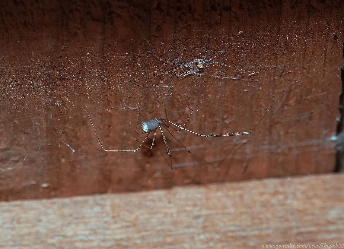 Long-bodied Cellar Spider (Pholcus phalangioides) I love it when a species with which you're apparently familiar, turns out to be one with which you're not familiar at all.<br />
<br />
Such is the case with this spider resident of my garage, which has a surprise or two up it's elongated sleeves.<br />
<br />
Read about them here: <section class="video"><iframe width="448" height="282" src="https://www.youtube-nocookie.com/embed/IbvWGoC_u7U?hd=1&autoplay=0&rel=0" frameborder="0" allowfullscreen></iframe></section><br />
 Fall,Geotagged,Longbodied cellar spider,Pholcus phalangioides,United Kingdom
