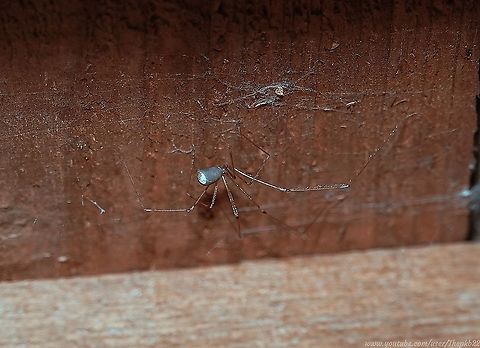 Long-bodied Cellar Spider (Pholcus phalangioides) I love it when a species with which you're apparently familiar, turns out to be one with which you're not familiar at all.

Such is the case with this spider resident of my garage, which has a surprise or two up it's elongated sleeves.

Read about them here: https://www.youtube.com/watch?v=IbvWGoC_u7U
 Fall,Geotagged,Longbodied cellar spider,Pholcus phalangioides,United Kingdom