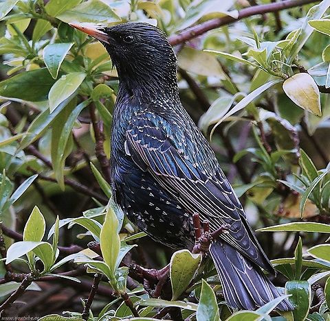 European Starling (Sturnus vulgaris) Not everyone's favourite bird, but I find the Starling deceivingly attractive, gregarious, fun and entertaining.
Plus of course. they are responsible for one of the most awe inspiring, hypnotically beautiful sights of the natural right where many of us can get to witness it in the flesh.

Or in this case, by watching this video. 

DO NOT MISS IT !  https://www.youtube.com/watch?v=ZDARWivE2ok Common Starling,Geotagged,Spring,Sturnus vulgaris,United Kingdom