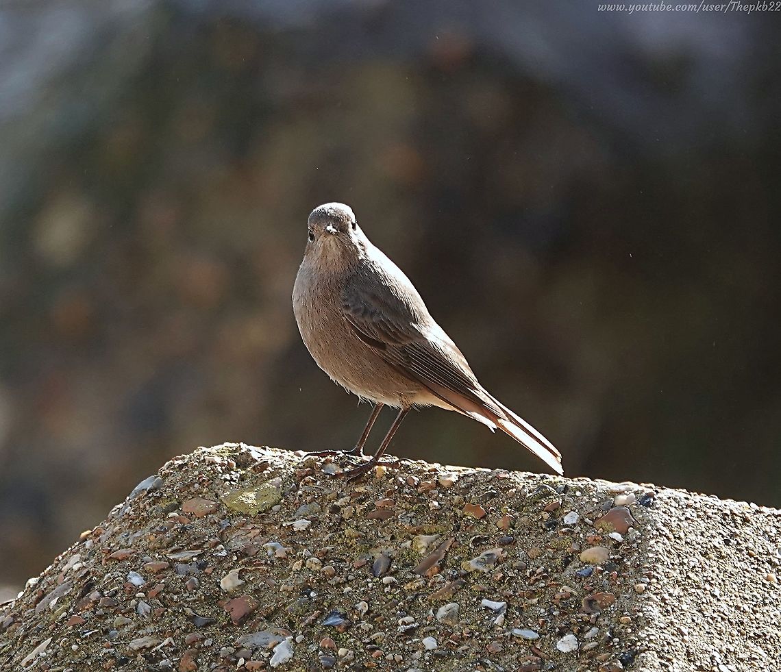 Black Redstart (Phoenicurus ochruros) This is a very rare bird indeed in the UK, with only between 50 &amp; 100 breeding pairs, joined by no more than 500 migrant individuals, so you can imagine my delight and surprise when i saw  the flash of that tell-tale red tail.<br />
<br />
Luckily, I managed a little video before it flew off, but I&#039;ll be looking for it again this week, in case its passing through.<br />
<br />
<section class="video"><iframe width="448" height="282" src="https://www.youtube-nocookie.com/embed/znaCFlqMsMU?hd=1&autoplay=0&rel=0" frameborder="0" allowfullscreen></iframe></section> Black Redstart,Fall,Geotagged,Phoenicurus ochruros,United Kingdom