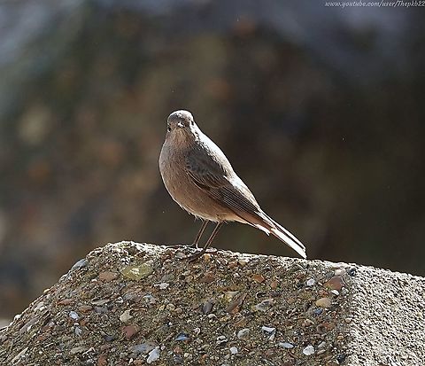 Black Redstart (Phoenicurus ochruros) This is a very rare bird indeed in the UK, with only between 50 & 100 breeding pairs, joined by no more than 500 migrant individuals, so you can imagine my delight and surprise when i saw  the flash of that tell-tale red tail.

Luckily, I managed a little video before it flew off, but I'll be looking for it again this week, in case its passing through.

https://www.youtube.com/watch?v=znaCFlqMsMU Black Redstart,Fall,Geotagged,Phoenicurus ochruros,United Kingdom