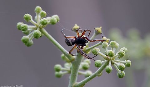 Noble False Widow (Steatoda nobilis) Over the last few years of mild winters, this spider, one of four False Widows in the UK & allegedly our most venomous, has become the spider I see the most in and around my house.

It's an unfair reputation, as it's only ever likely to bite in self-defence. So the trick is, never challenge it to a duel.

It's also generally nocturnal, hiding away during the day. The exact opposite to what this fellow (it's a male) was doing perched in full view atop my Ivy at midday.

Still, it enabled a cracking video: https://www.youtube.com/watch?v=_whiFlxolLA Fall,Geotagged,United Kingdom