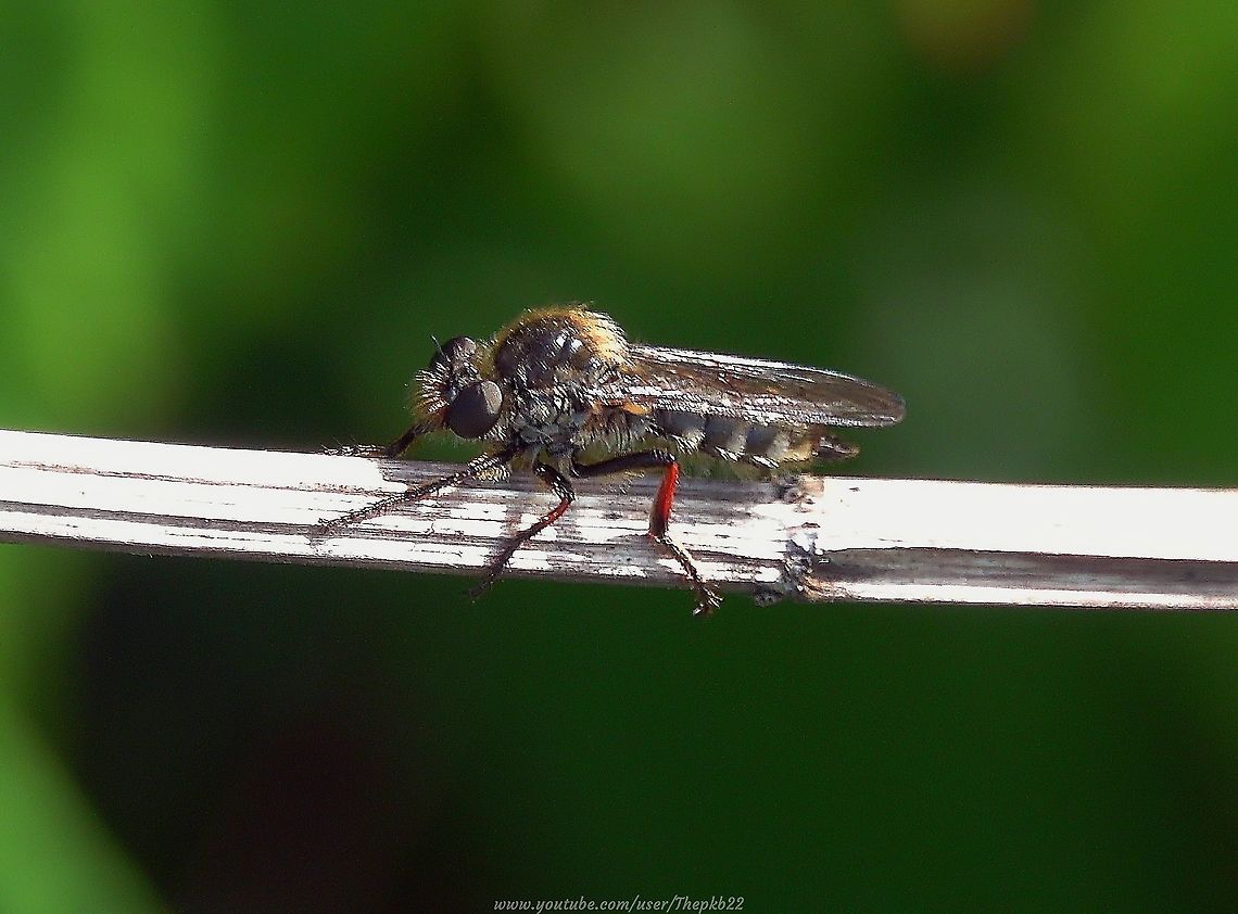 Slender-footed Robberfly (Leptarthrus brevirostris) Robberflies are ruthlessly efficient predators, hence their alternative name 'Assassin Flies', with some capable of bringing down species larger than themselves in mid-flight, which says something about their flying skills too.<br />
<br />
In this video we gat right up close with this Slender-footed Robberfly as it perches waiting for its next meal to happen by.<br />
<br />
<section class="video"><iframe width="448" height="282" src="https://www.youtube-nocookie.com/embed/u8A4O-wrPbU?hd=1&autoplay=0&rel=0" frameborder="0" allowfullscreen></iframe></section> Geotagged,Leptarthrus brevirostris,United Kingdom