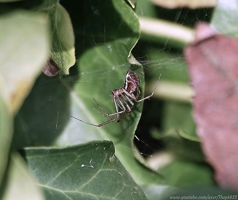 Hammock-weaver Spider (Linyphia triangularis) i found this spider hanging upside down in my Ivy, not really having noticed it before, despite discovering it's a common species in northern Europe in particular.

Nevertheless, surprisingly there is relatively little specific information to be found.

Best to watch and wonder? https://www.youtube.com/watch?v=4VwK-8KZH6s Common Sheetweb Spider,Fall,Geotagged,Linyphia triangularis,United Kingdom
