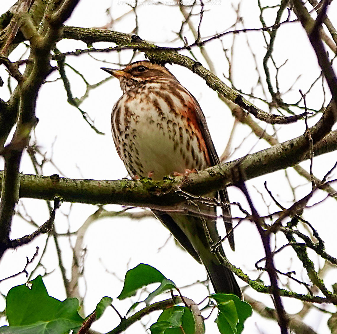 Redwings (Turdus iliacus) I&#039;ve spent many an hour creeping gently through various Sussex woods or along the verges of farmland fields trying to get close to a flock of Redwings, so I&#039;m delighted one has taken up winter residence in local woods just a few minutes from my house. <br />
<br />
Here a couple of them are :   <section class="video"><iframe width="448" height="282" src="https://www.youtube-nocookie.com/embed/GjMAoHOnh-o?hd=1&autoplay=0&rel=0" frameborder="0" allowfullscreen></iframe></section> Geotagged,Redwing,Turdus iliacus,United Kingdom,Winter