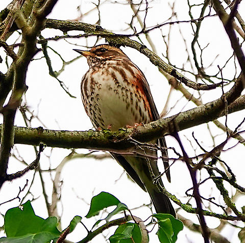 Redwings (Turdus iliacus) I've spent many an hour creeping gently through various Sussex woods or along the verges of farmland fields trying to get close to a flock of Redwings, so I'm delighted one has taken up winter residence in local woods just a few minutes from my house. 

Here a couple of them are :   https://youtu.be/GjMAoHOnh-o Geotagged,Redwing,Turdus iliacus,United Kingdom,Winter