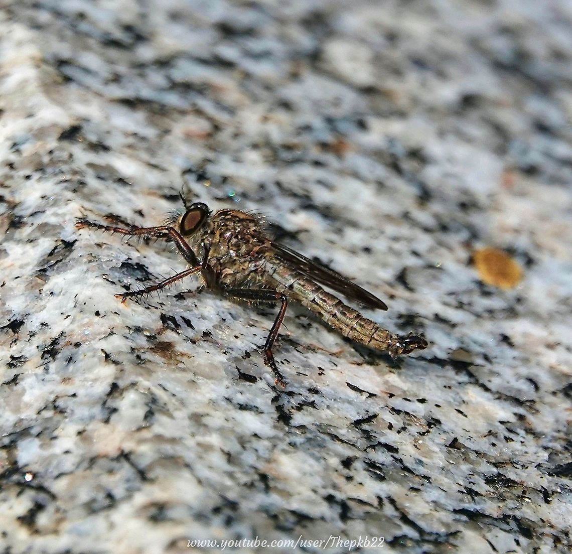 Kite-tailed Robberfly (Machimus atricapillus) This small to medium-sized Robberfly (family Asilidae) is easy to miss, as it blends easily into the background, but it likes to bask in the sun, so as well as perching on low vegetation keeping an eye on exposed stone (in this instant, a gravestone) can reap rewards.<br />
<br />
In this video we also see this specimen close up and a mating pair: <section class="video"><iframe width="448" height="282" src="https://www.youtube-nocookie.com/embed/GcKdUs1PRXg?hd=1&autoplay=0&rel=0" frameborder="0" allowfullscreen></iframe></section> Geotagged,Machimus atricapillus,Summer,United Kingdom