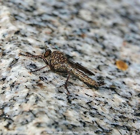 Kite-tailed Robberfly (Machimus atricapillus) This small to medium-sized Robberfly (family Asilidae) is easy to miss, as it blends easily into the background, but it likes to bask in the sun, so as well as perching on low vegetation keeping an eye on exposed stone (in this instant, a gravestone) can reap rewards.

In this video we also see this specimen close up and a mating pair: https://www.youtube.com/watch?v=GcKdUs1PRXg Geotagged,Machimus atricapillus,Summer,United Kingdom