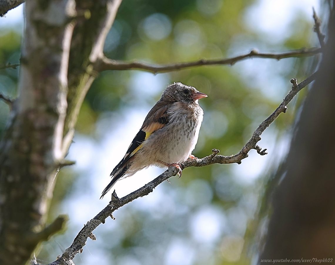 Juvenile European Goldfinch (Carduelis Carduelis) The Goldfinch is a well-known and much loved finch across Europe so I thought I'd take a slightly different angle and focus on the juvenile of the species.<br />
<br />
And I had the perfect material as a result of this little one landing not too far from me on a bright and breezy summer's day, after which I spent about an hour following it from a discreet distance as it explored and finally fed on a cluster of Thistles, its favourite.<br />
<br />
Watch it here: <section class="video"><iframe width="448" height="282" src="https://www.youtube-nocookie.com/embed/AoR9wFhHaqQ?hd=1&autoplay=0&rel=0" frameborder="0" allowfullscreen></iframe></section> Carduelis carduelis,European goldfinch,Geotagged,Summer,United Kingdom