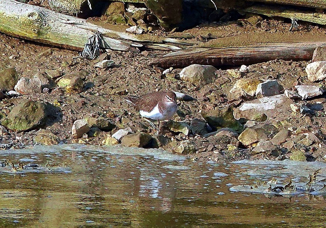 Common Sandpiper (Actitis hypoleucos) Not the clearest of photographs.<br />
<br />
This lone specimen was on the far side of a wide river, well camouflaged against the background, but betrayed by its characteristic movements.<br />
<br />
Want more details? <br />
<br />
Watch it &#039;Do the Bop&#039; in this accompanying video complete with commentary.<br />
<br />
<section class="video"><iframe width="448" height="282" src="https://www.youtube-nocookie.com/embed/Ba6_2yb5VuY?hd=1&autoplay=0&rel=0" frameborder="0" allowfullscreen></iframe></section> Actitis hypoleucos,Common sandpiper,Geotagged,Summer,United Kingdom