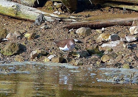 Common Sandpiper (Actitis hypoleucos) Not the clearest of photographs.

This lone specimen was on the far side of a wide river, well camouflaged against the background, but betrayed by its characteristic movements.

Want more details? 

Watch it 'Do the Bop' in this accompanying video complete with commentary.

https://www.youtube.com/watch?v=Ba6_2yb5VuY Actitis hypoleucos,Common sandpiper,Geotagged,Summer,United Kingdom