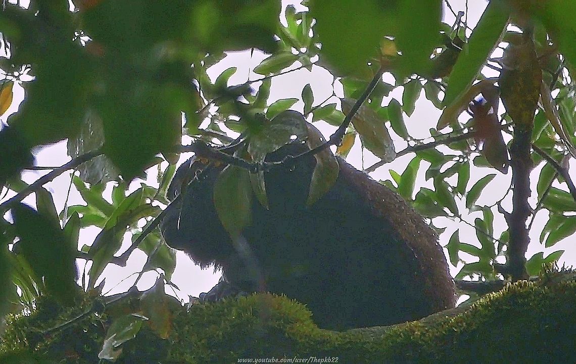Mantled Howler Monkey (Alouatta palliata) Sometimes, when you&#039;re prospecting for silver, you come up with gold.<br />
<br />
Thus it was with this unexpected encounter with a Howler Monkey in the rainforest of Costa Rica.<br />
<br />
Sounding like my outraged mother should a waiter dare serve her soup not heated to the required temperature, this has to be heard to be believed: <section class="video"><iframe width="448" height="282" src="https://www.youtube-nocookie.com/embed/pIJzB1Bz62o?hd=1&autoplay=0&rel=0" frameborder="0" allowfullscreen></iframe></section><br />
 Alouatta palliata,Costa Rica,Geotagged,Mantled howler