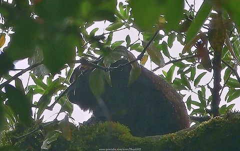 Mantled Howler Monkey (Alouatta palliata) Sometimes, when you're prospecting for silver, you come up with gold.

Thus it was with this unexpected encounter with a Howler Monkey in the rainforest of Costa Rica.

Sounding like my outraged mother should a waiter dare serve her soup not heated to the required temperature, this has to be heard to be believed: https://www.youtube.com/watch?v=pIJzB1Bz62o
 Alouatta palliata,Costa Rica,Geotagged,Mantled howler