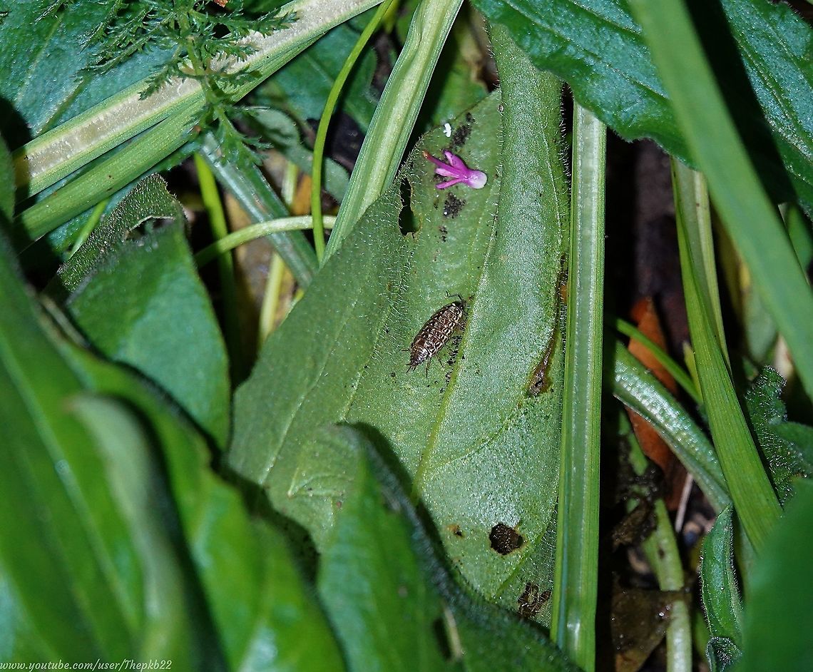 Common Striped Woodlouse (Philoscia muscorum) In the early hours of the morning on Christmas Day, I&#039;d just discovered a caterpillar munching away on one of my plants in the cold, and not far from it this attractive Woodlouse going about its business before disappearing into a tiny hole in a leaf, as shown here<br />
<br />
<section class="video"><iframe width="448" height="282" src="https://www.youtube-nocookie.com/embed/T-upoAcLxBw?hd=1&autoplay=0&rel=0" frameborder="0" allowfullscreen></iframe></section> Common Striped Woodlouse,Geotagged,Philoscia muscorum,United Kingdom,Winter