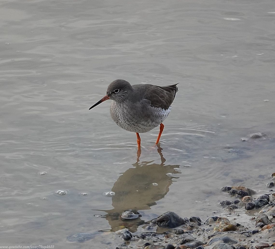 Common Redshank (Tringa totanus) A winter&#039;s walk along a local river estuary as the tide goes out is often a good time to see a variety of resident and visiting birds. as they take the opportunity to find any treasures the receding sea might reveal.<br />
<br />
This was the case a couple of days ago and among a number of different species were a fair few Redshanks which is an entertaining bird to watch.<br />
<br />
<section class="video"><iframe width="448" height="282" src="https://www.youtube-nocookie.com/embed/tD0OgoavCUM?hd=1&autoplay=0&rel=0" frameborder="0" allowfullscreen></iframe></section> Common redshank,Geotagged,Tringa totanus,United Kingdom,Winter