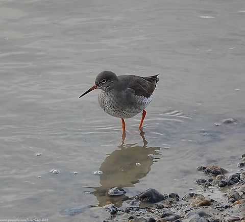 Common Redshank (Tringa totanus) A winter's walk along a local river estuary as the tide goes out is often a good time to see a variety of resident and visiting birds. as they take the opportunity to find any treasures the receding sea might reveal.

This was the case a couple of days ago and among a number of different species were a fair few Redshanks which is an entertaining bird to watch.

https://www.youtube.com/watch?v=tD0OgoavCUM Common redshank,Geotagged,Tringa totanus,United Kingdom,Winter