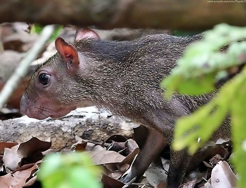 Central American Agouti (Dasyprocta punctata) HAPPY NEW YEAR EVERYONE!

Walking through some Costa Rico rainforest, I heard some rustling and spied some movement in the undergrowth. 

By quietly dropping to the ground and filming under and around a fallen branch, I could see this foraging Agouti.

For more information visit this video on YouTube:https://www.youtube.com/watch?v=s8wgmxIjEgY Central American agouti,Costa Rica,Dasyprocta punctata,Geotagged,Spring