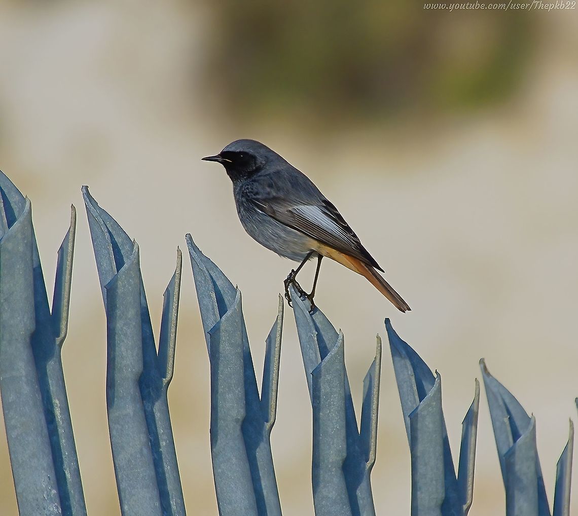 Black Redstart (Phoenicurus ochruros) Early last month I described my excitement at discovering a female Black Redstart on the coastal shore of my home city. <br />
<br />
Although common on the continent, these birds are incredibly rare in the UKk, so imagine my delight today when I found this male in the same spot. <br />
<br />
Despite assuming my previous find was probably a late migrant, it&#039;s a spot at which I&#039;ve stopped on each occasion I&#039;ve passed on my bike, since then...............just in case.<br />
<br />
Today it paid off.<br />
<br />
So please forgive the repeat posting on the same species.<br />
<br />
<section class="video"><iframe width="448" height="282" src="https://www.youtube-nocookie.com/embed/rCFeyeaSNkY?hd=1&autoplay=0&rel=0" frameborder="0" allowfullscreen></iframe></section>               Black Redstart,Geotagged,Phoenicurus ochruros,United Kingdom,Winter