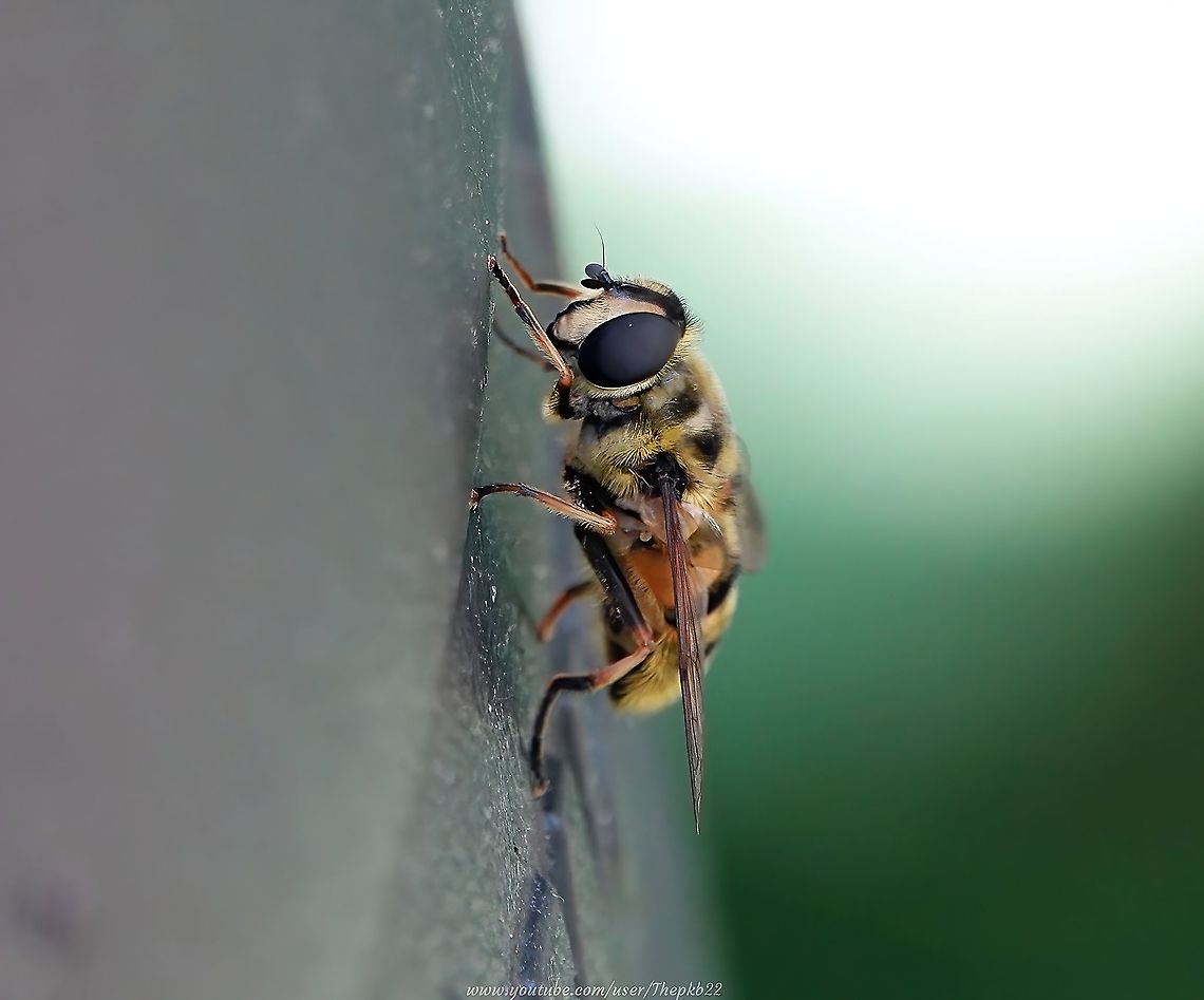 Batman Hoverfly (Myathropa florea) I found this hoverfly bobbing up and down like a Wagtail of the Hover world, on the rim of my garden compost bin.<br />
<br />
Why is it called the Batman hoverfly?<br />
<br />
Find out here:   <section class="video"><iframe width="448" height="282" src="https://www.youtube-nocookie.com/embed/6RzzFzQCcc0?hd=1&autoplay=0&rel=0" frameborder="0" allowfullscreen></iframe></section>                 Geotagged,Myathropa florea,Spring,United Kingdom,Yellow-haired Sun Fly