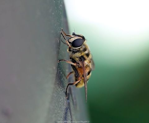 Batman Hoverfly (Myathropa florea) I found this hoverfly bobbing up and down like a Wagtail of the Hover world, on the rim of my garden compost bin.

Why is it called the Batman hoverfly?

Find out here:   https://www.youtube.com/watch?v=6RzzFzQCcc0                 Geotagged,Myathropa florea,Spring,United Kingdom,Yellow-haired Sun Fly