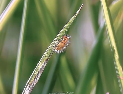 Larva of the 24-spot Ladybird  (Subcoccinella vigintiquattuorpunctata) Possibly my toughest subject from 2020 to photograph and video, given the almost imperceptible size of the Larva, the difficulty of getting a clear view in the grass without disturbing it, and a blustery wind making reasonable focus hugely difficult to maintain.

However, we got there eventually and to see this little thing (that's a blade of grass) go about its business made it worth it:

See and read about it here: https://www.youtube.com/watch?v=hvaskL-_Cws 24-spot ladybird,Geotagged,Subcoccinella vigintiquatuorpunctata,United Kingdom