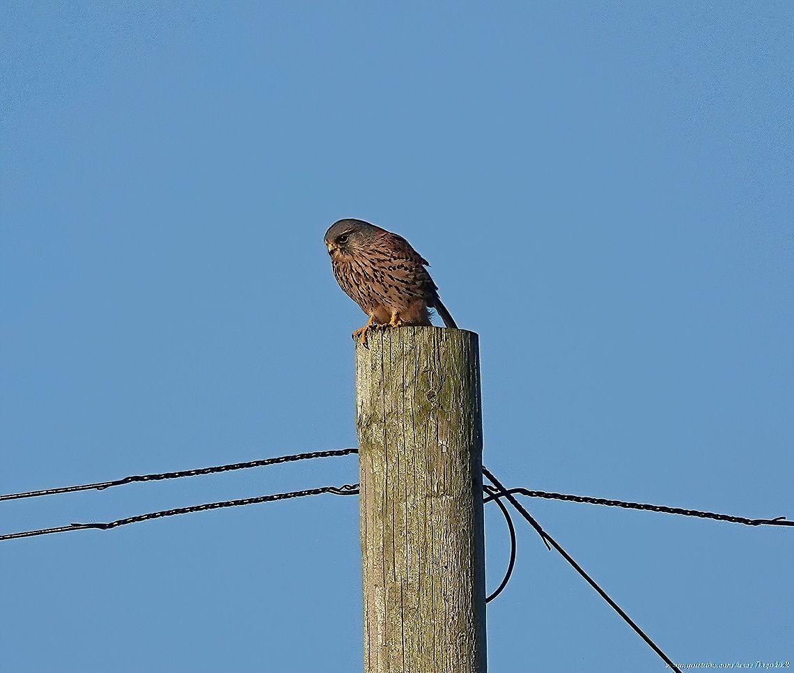 European Kestrel (Falco tinnunculus)                                 Common Kestrel,Falco tinnunculus,Fall,Geotagged,United Kingdom