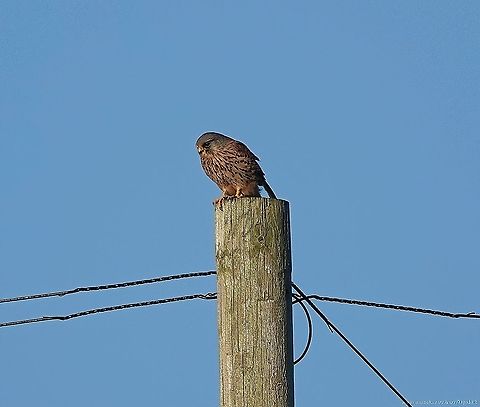 European Kestrel (Falco tinnunculus)                                 Common Kestrel,Falco tinnunculus,Fall,Geotagged,United Kingdom