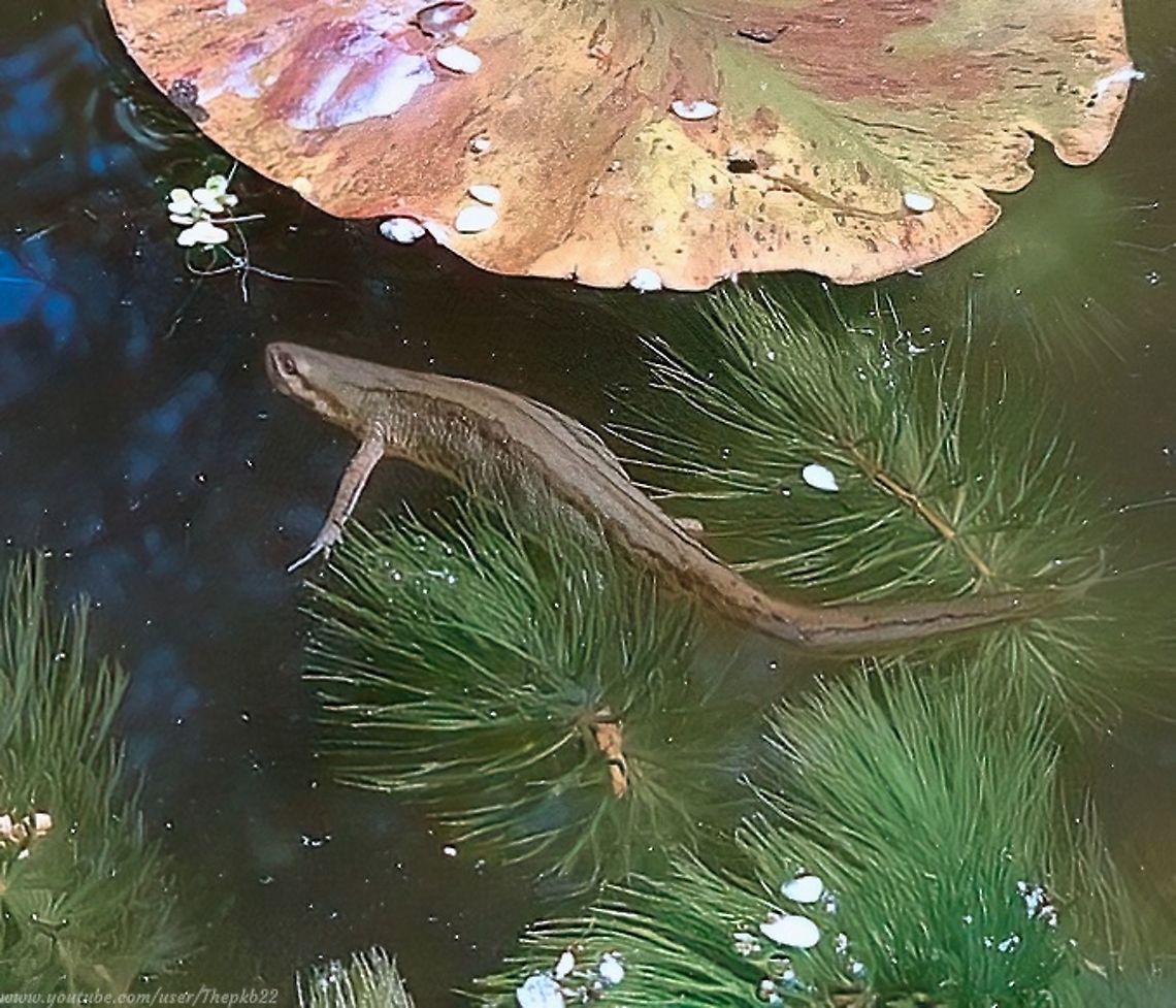 Smooth Newt (Lissotriton vulgaris) The Smooth Newt in the photograph above was captured on film in my pond about three years ago.<br />
<br />
The shenanigans and mischief going on in this video was just last year.<br />
<br />
Make sure you keep watching until the male makes his grand entrance:<section class="video"><iframe width="448" height="282" src="https://www.youtube-nocookie.com/embed/5O-xJi9eXe8?hd=1&autoplay=0&rel=0" frameborder="0" allowfullscreen></iframe></section>      Geotagged,Lissotriton vulgaris,Smooth Newt,Spring,United Kingdom