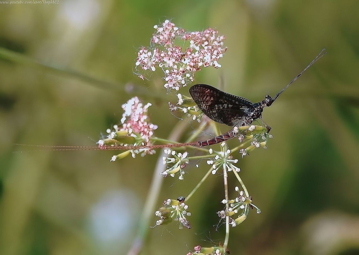 Green Drake Mayfly (Ephemera Danica) There are few sights that denote a warm hazy summer's evening more than the sight of yo-yoing Mayfly in their thousands.<br />
<br />
Of course, mostly what you see is a blurring mass of excited insects making the most of their brief lives.<br />
<br />
But this is actually a unique, beautiful &amp; highly complex insect that's graced the earth for millions of years.<br />
<br />
How long? Find out here: <section class="video"><iframe width="448" height="282" src="https://www.youtube-nocookie.com/embed/emi3ZiTE2lU?hd=1&autoplay=0&rel=0" frameborder="0" allowfullscreen></iframe></section> Ephemera danica,Geotagged,United Kingdom